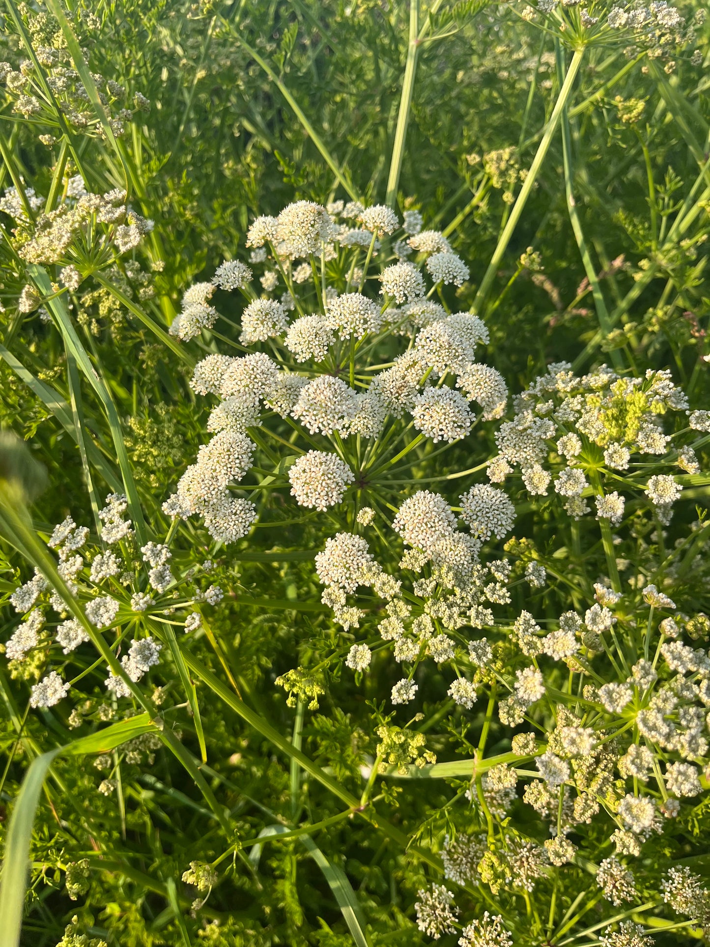 Getting to know the Umbellifer family - guided walk