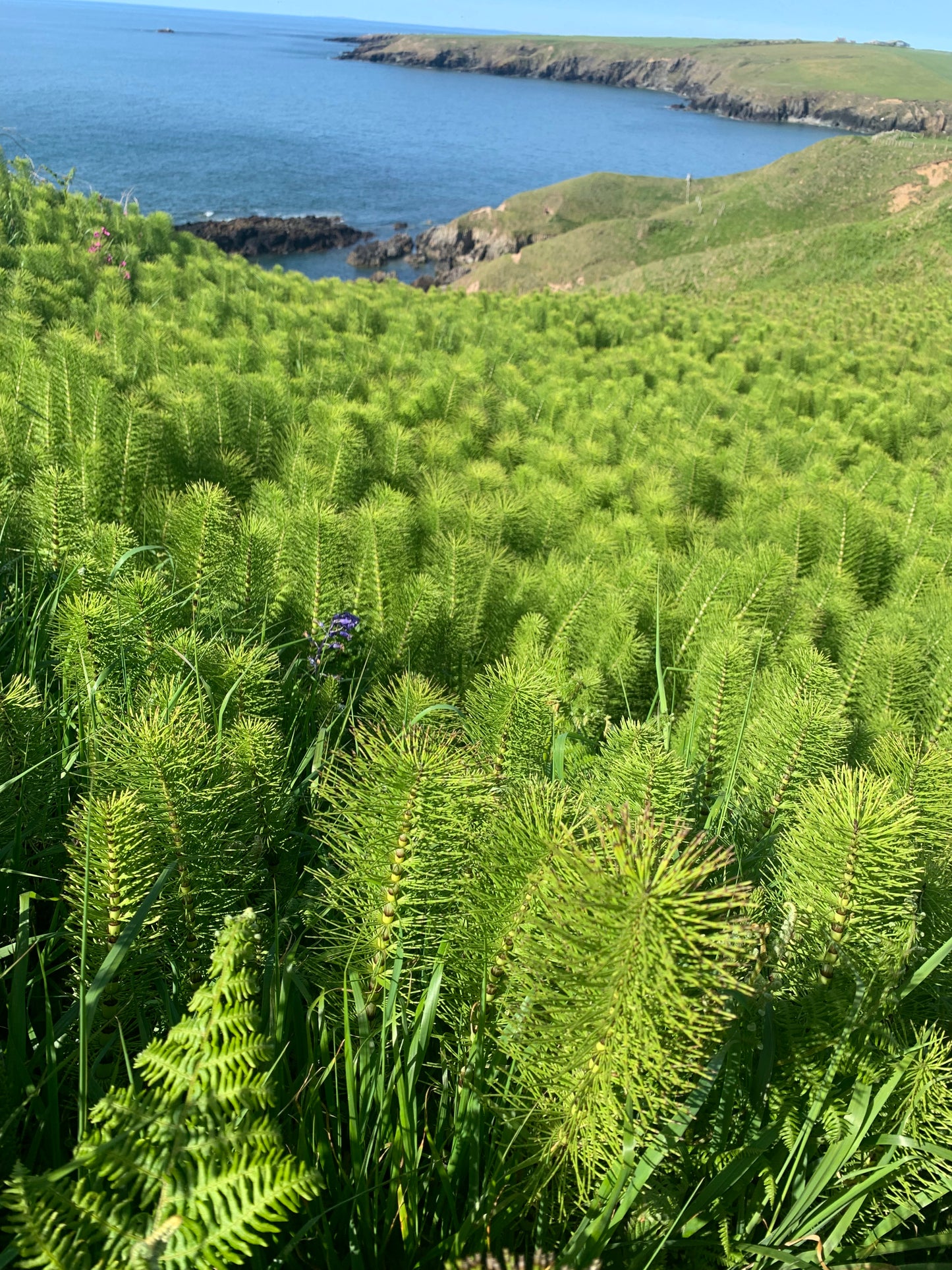 Herbs of late Summer- herbal workshop at Felin Uchaf llyn Peninsula 9th August 2026