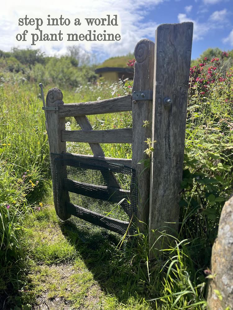Herbs of late Summer- herbal workshop at Felin Uchaf llyn Peninsula 9th August 2026