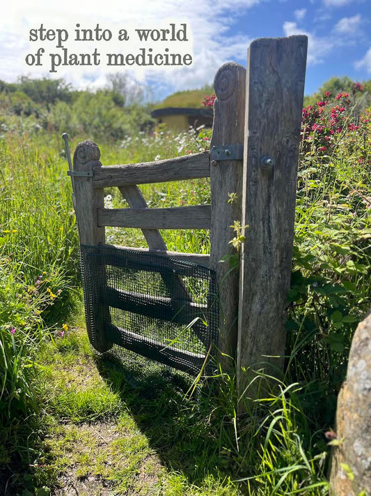 Herbs of late Summer- herbal workshop at Felin Uchaf llyn Peninsula 9th August 2026