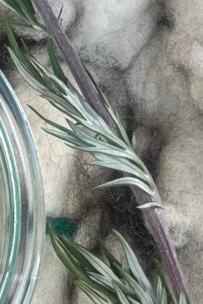 Herbs of late Summer- herbal workshop at Felin Uchaf llyn Peninsula 9th August 2026