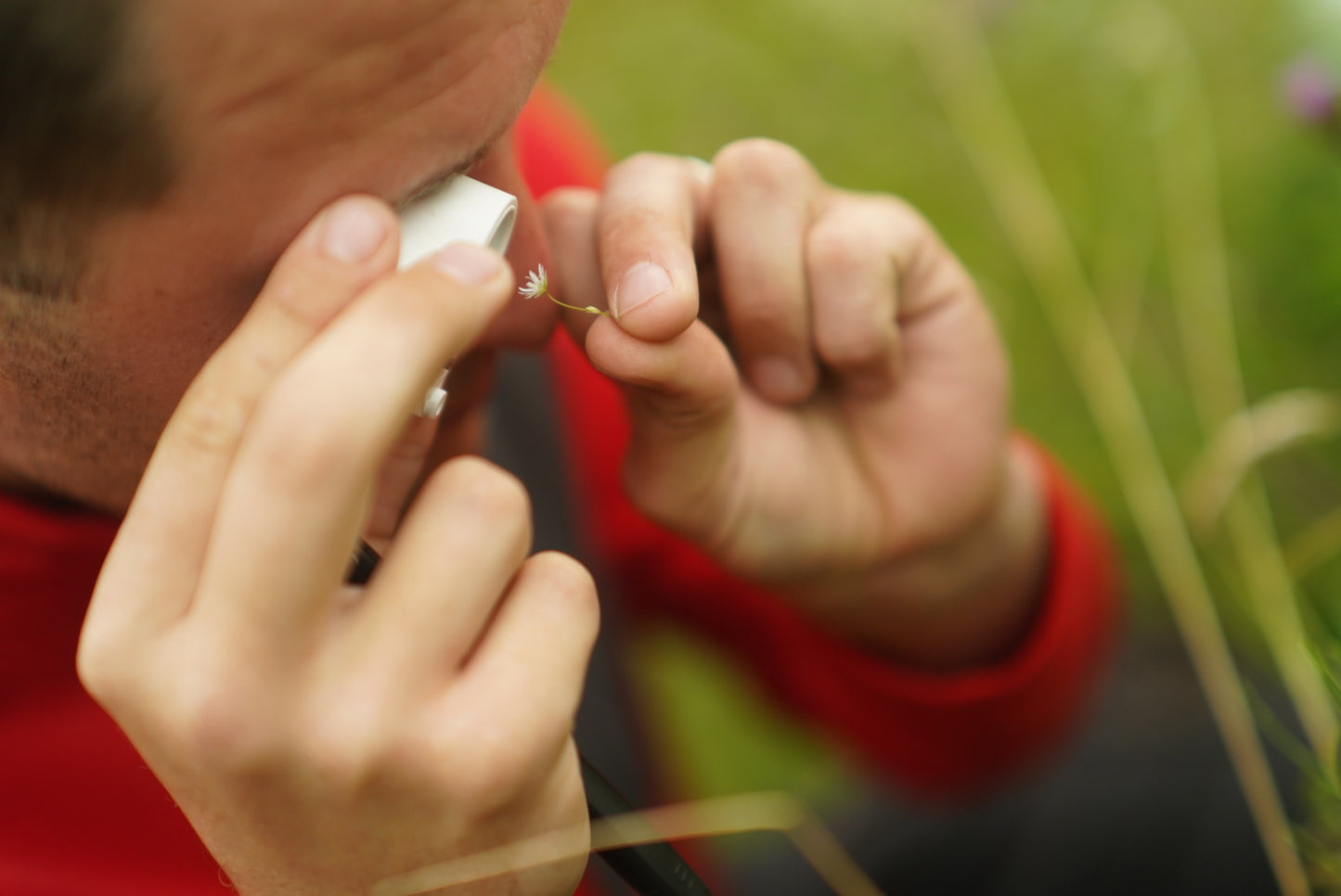 Herbs of late Summer- herbal workshop at Felin Uchaf llyn Peninsula 9th August 2026