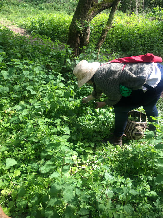 Spring Equinox herbal workshops