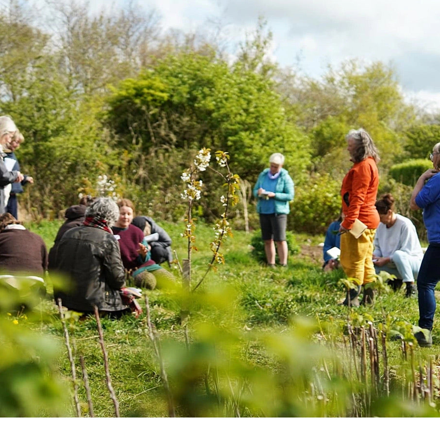 Herbs of late Summer- herbal workshop at Felin Uchaf llyn Peninsula 9th August 2026