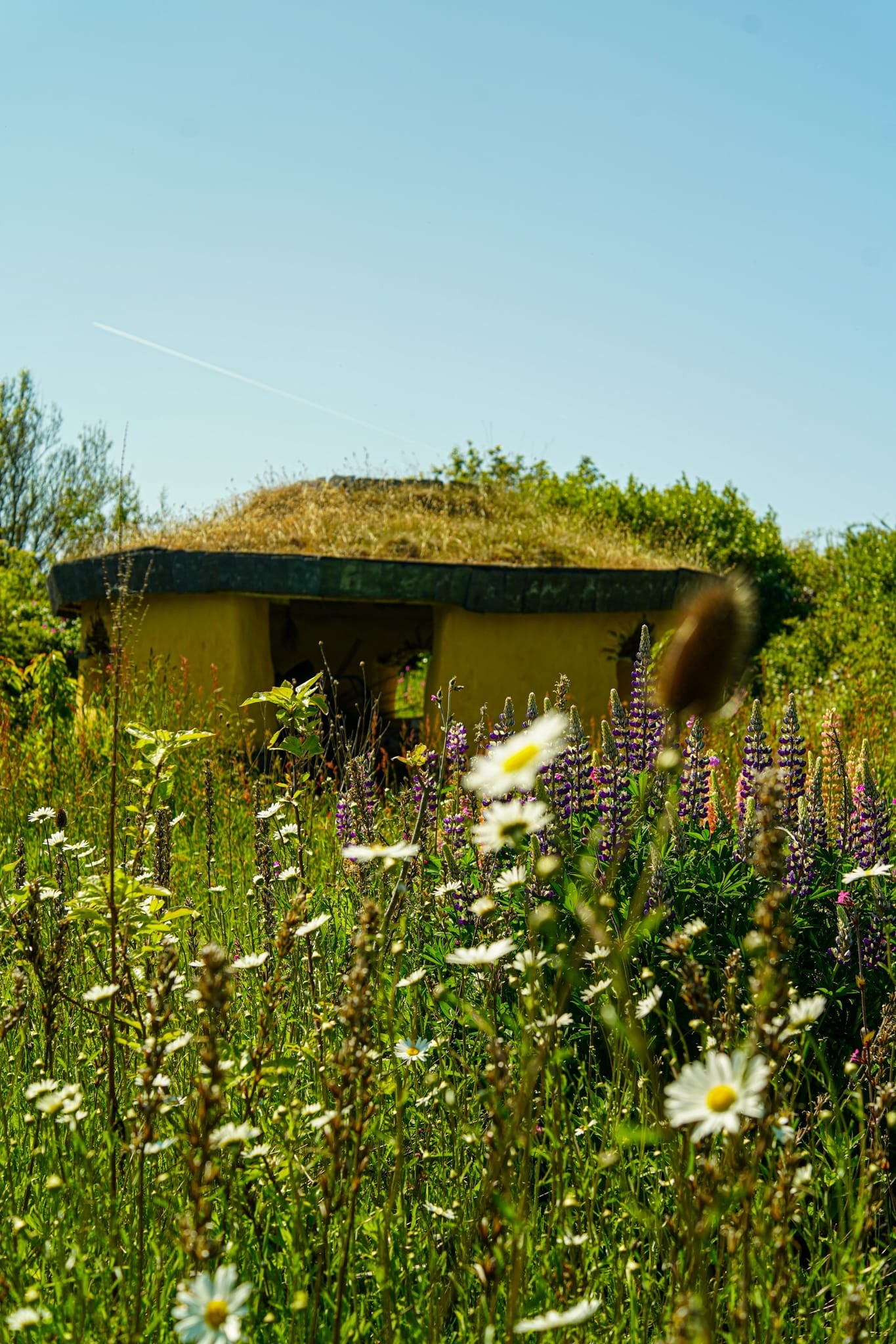 Herbs of late Summer- herbal workshop at Felin Uchaf llyn Peninsula 9th August 2026