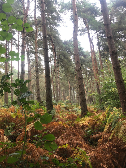 Lemongrass and Ginger