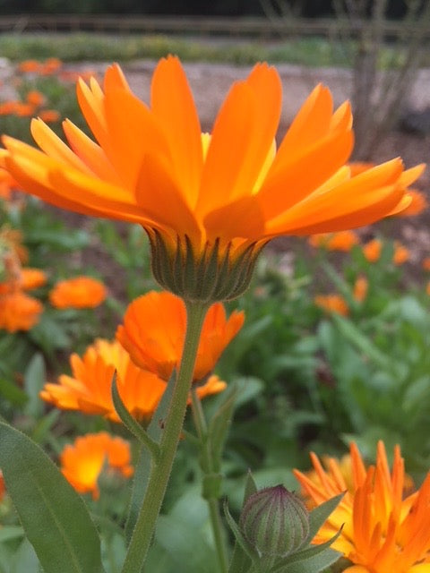 Calendula & Sweet Orange Handmade Soap